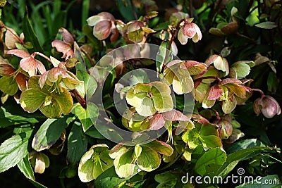 Helleborus Ã— sahinii `Winterbells` = H. niger Ã— H. foetidus, Ranunculaceae in the garden in May. Berlin, Germany Stock Photo